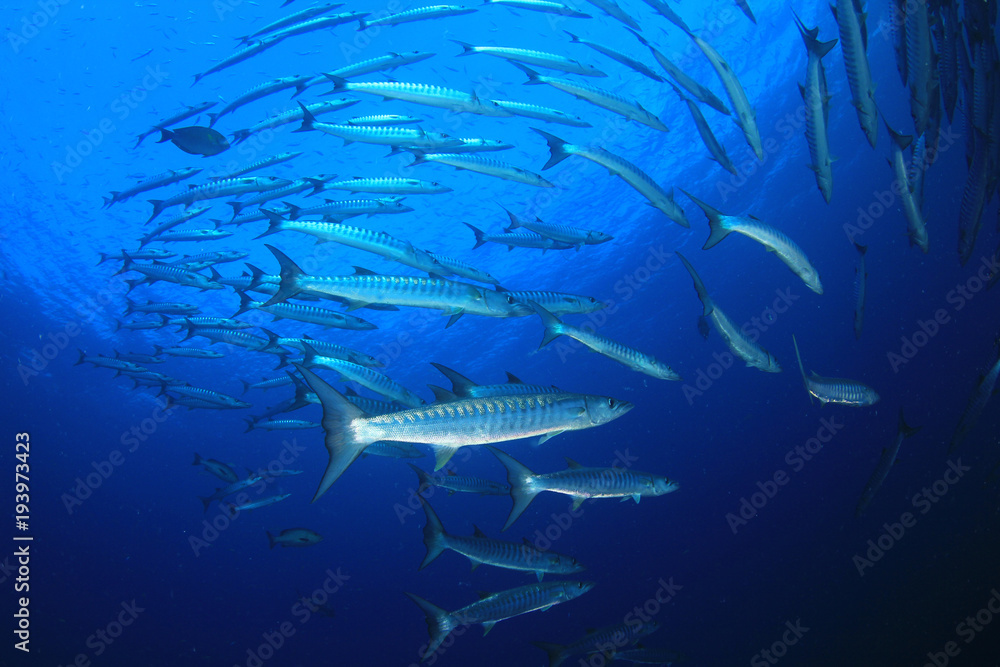 Naklejka premium Chevron Barracuda fish