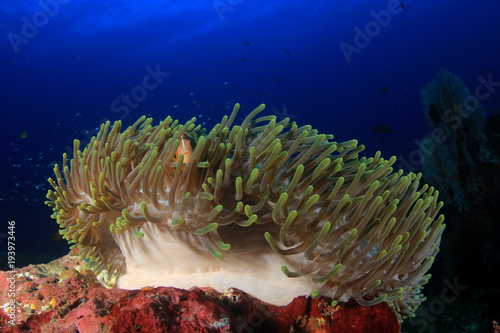 Clownfish anemonefish fish