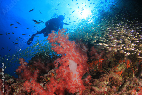 Scuba dive coral reef and fish