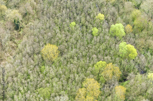 Aerial view on forest with spring colours