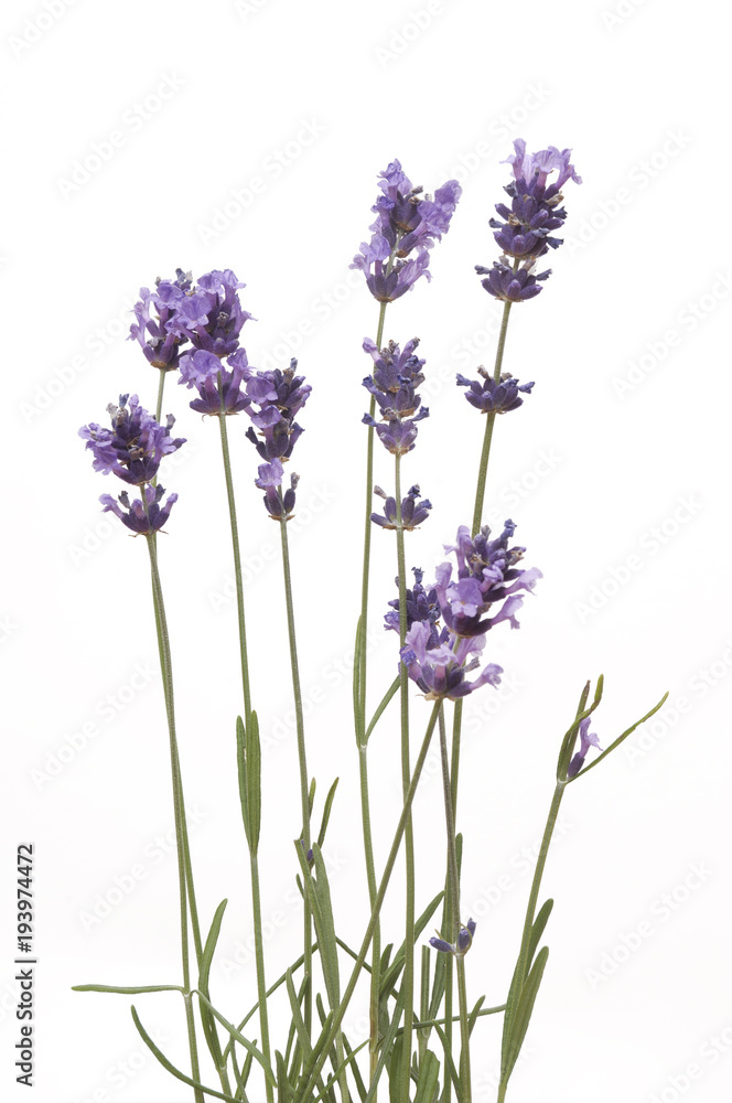 Obraz premium lavender isolated on white