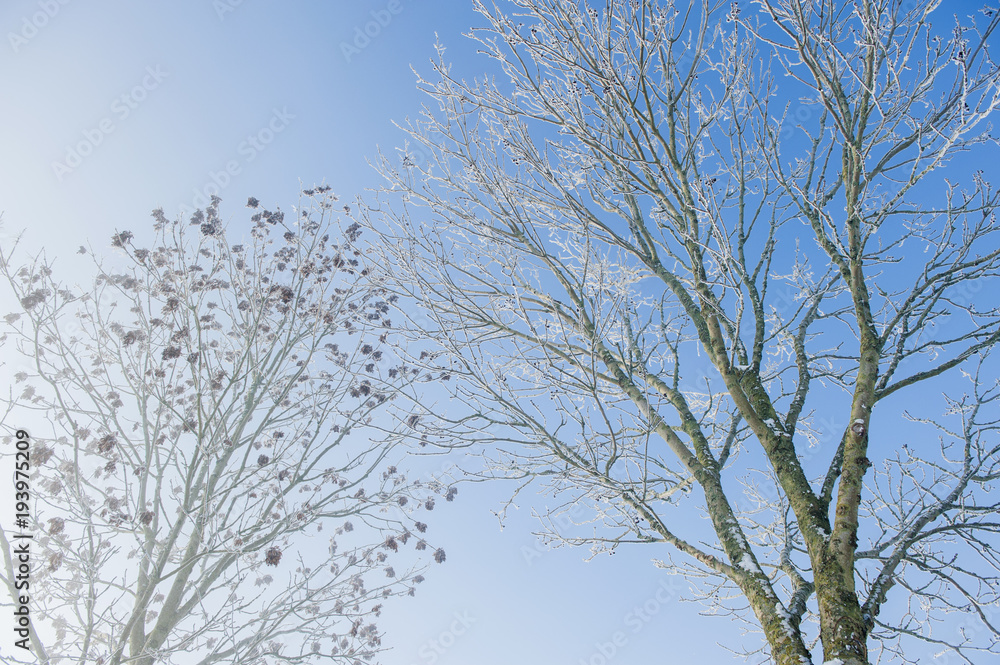treebranches with hoarfrost and blue sky treebranches with hoarfrost and blue sky