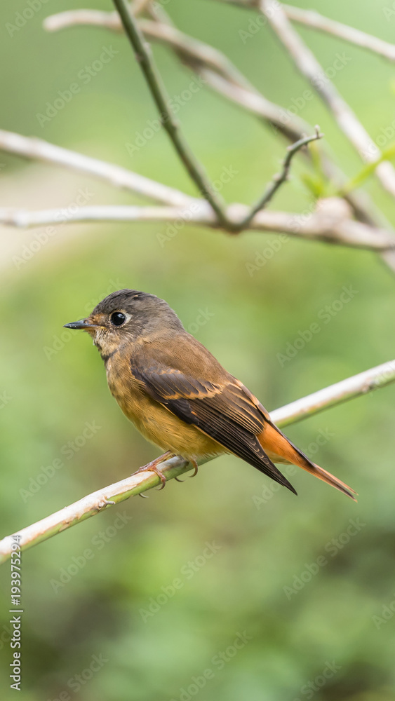 Bird (Ferruginous Flycatcher) in nature wild Bird (Ferruginous Flycatcher) in nature wild