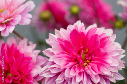 Fototapeta Naklejka Na Ścianę i Meble -  Macro shot of a pink dahlia isolated .