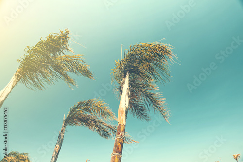 Summer photo of palms and vintage color  © magdal3na