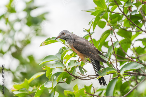 Bird (Plaintive Cuckoo) in a nature wild photo