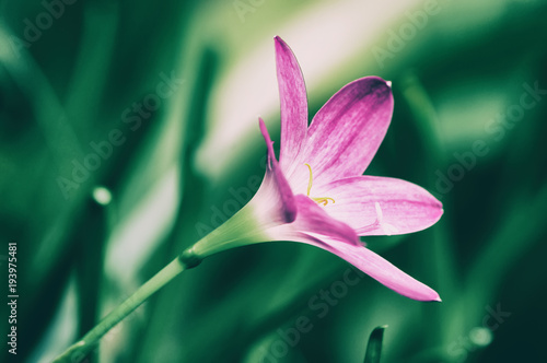 Fototapeta Naklejka Na Ścianę i Meble -  Beautiful pink Rain Lily or Zephyranthes Lily, close up, on green leaves background