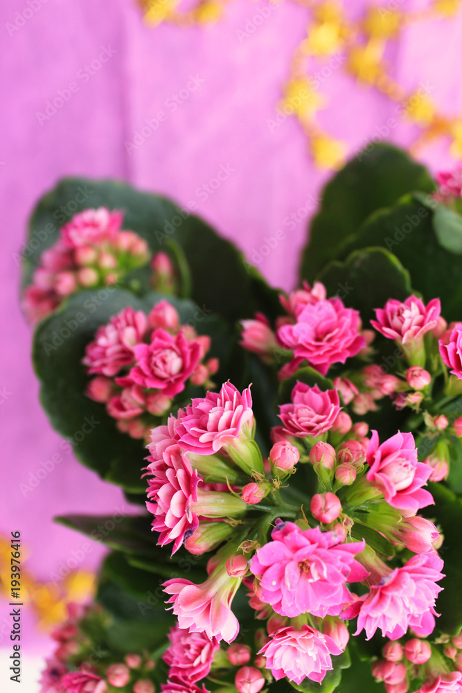 Purple flat lay background with decorative bright flower pink Kalanchoe blossfeldiana Purple flat lay background with decorative bright flower pink Kalanchoe blossfeldiana