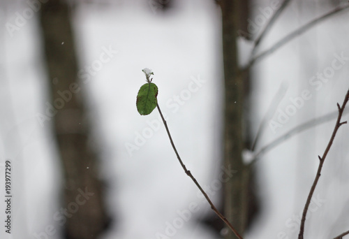 green leaf on a branch, one leaf on a branch, during the winter