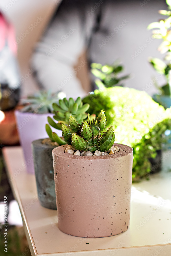 composition with succulents.