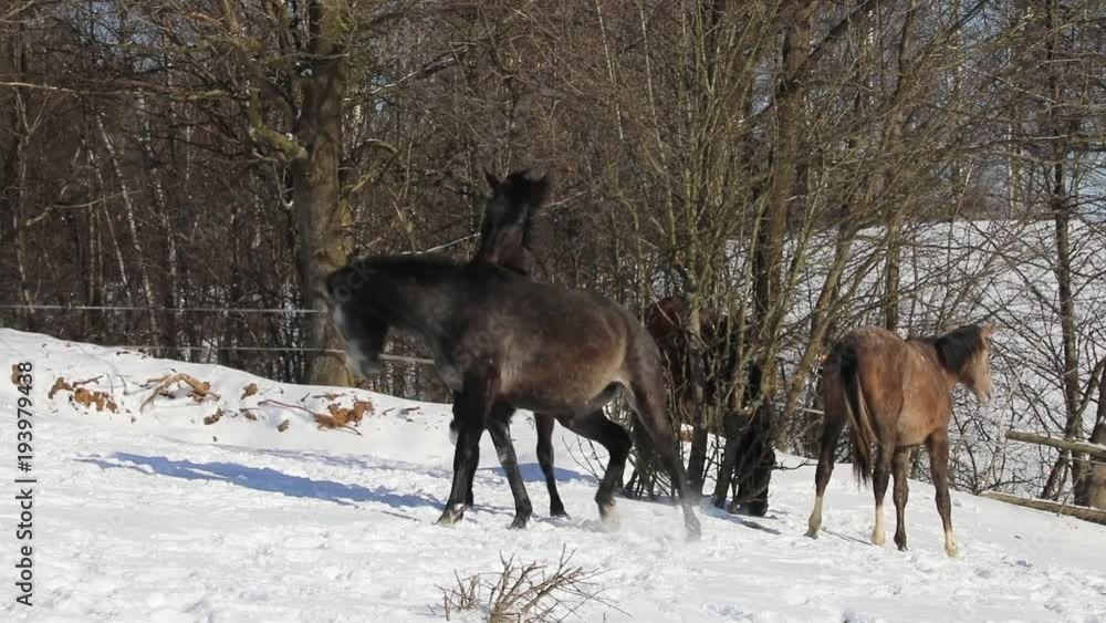 Horses are playing on the meadow in winter Horses are playing on the meadow in winter