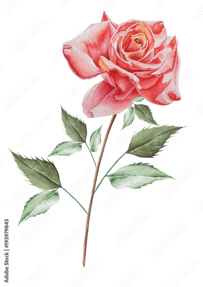 Fototapeta premium Illustration with watercolor rose. Hand drawn.
