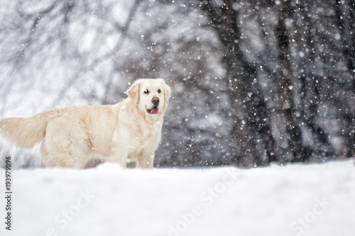 golden retriever dog in winter park © Happy monkey