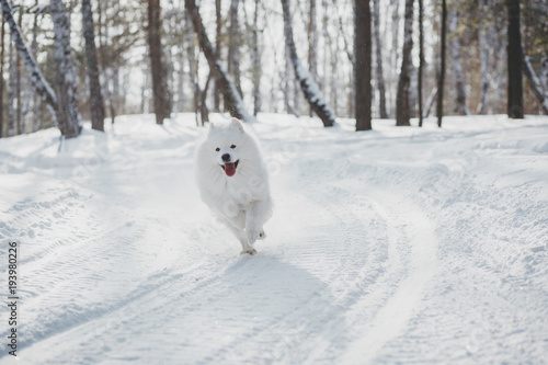 Beautiful white Samoyed dog in outdoor