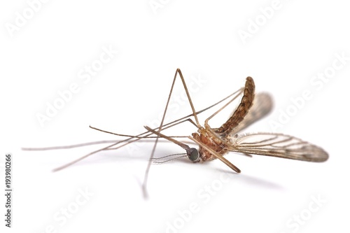 Mosquito dead on white surface