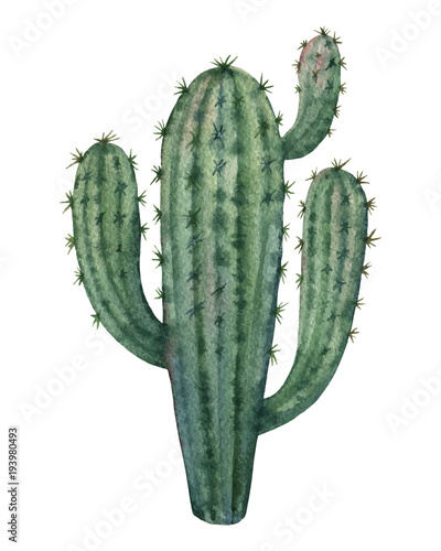 Watercolor vector cactus isolated on white background.