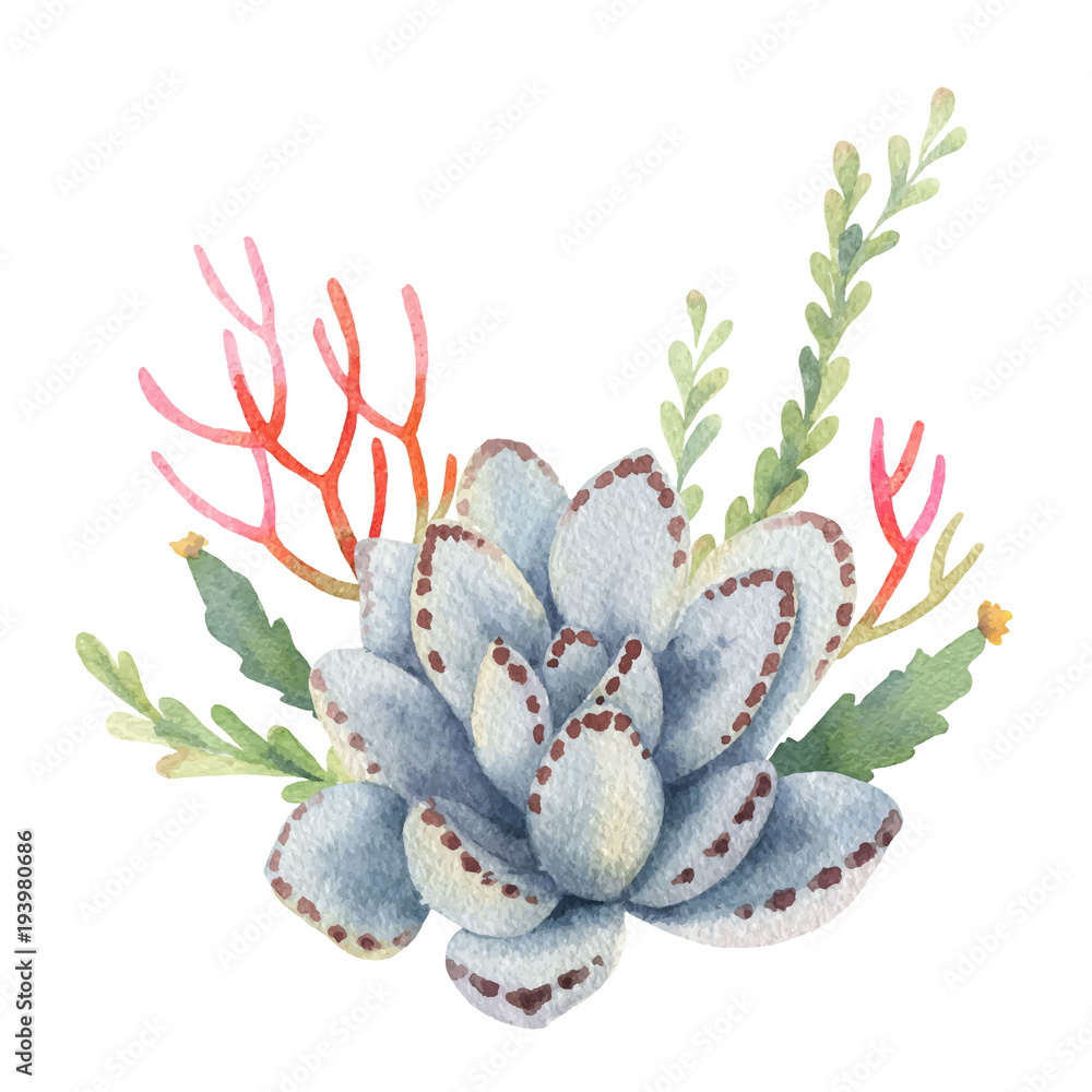 Watercolor vector bouquet of cacti and succulent plants isolated on ...