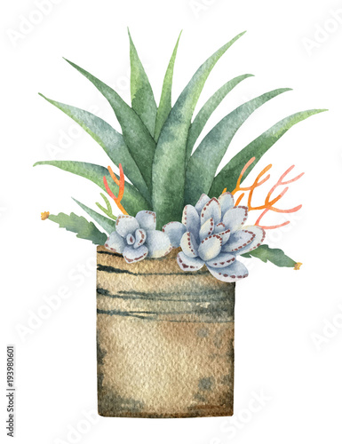 Watercolor vector composition of cacti and succulents in a pot isolated on white background.