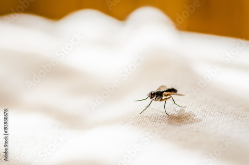 Fly on a white cloth 