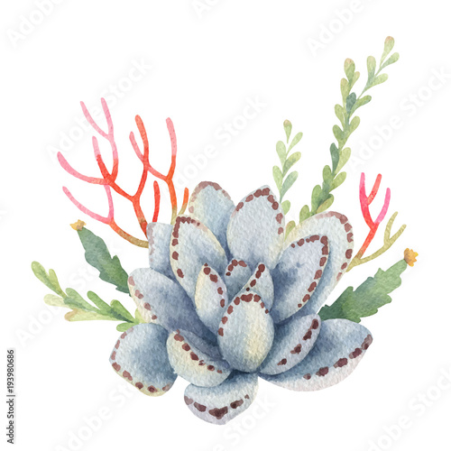 Watercolor vector bouquet of cacti and succulent plants isolated on white background.