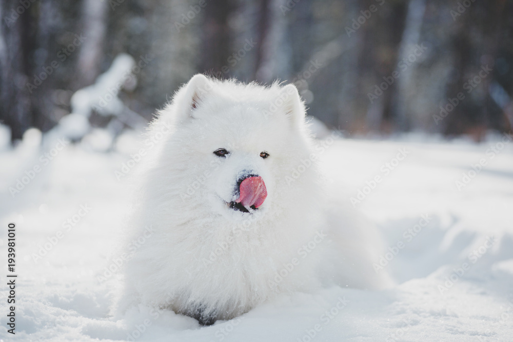 Fototapeta premium Beautiful white Samoyed dog in outdoor