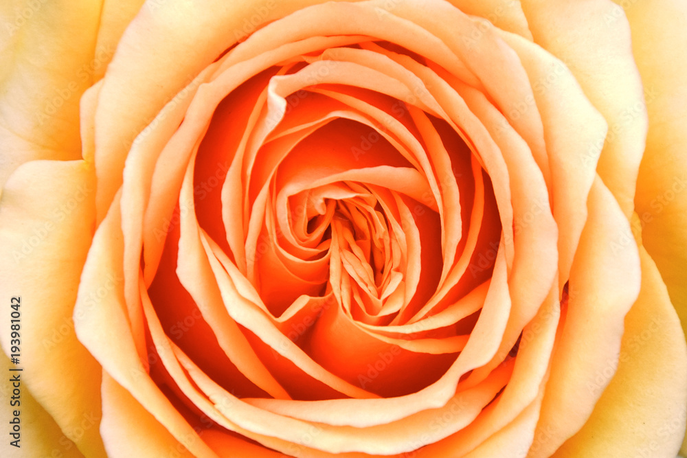 .Yellow and orange rose close-up .Yellow and orange rose close-up
