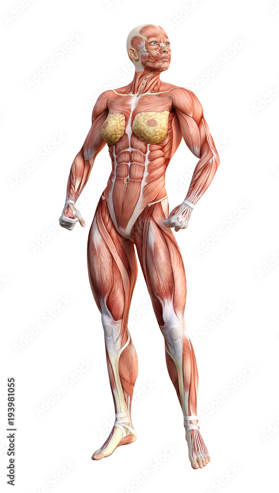 3D Rendering Female Anatomy Figure on White