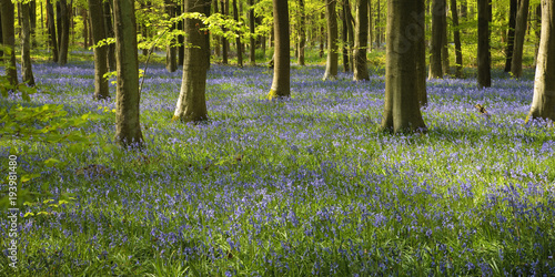 Bluebells in West Wood Marlborough Wiltshire England