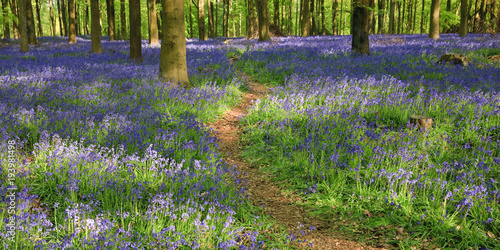 Tableau sur toile Path wondering through Bluebells in West Wood Marlborough Wiltshire England