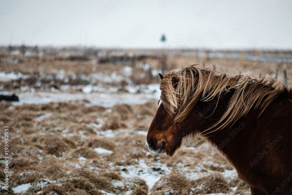 Obraz premium Typical Icelandic hairy horse grazing in snow blizzard. Iceland breed horse in wintertime in hard conditions snowy freezing winter at Iceland.