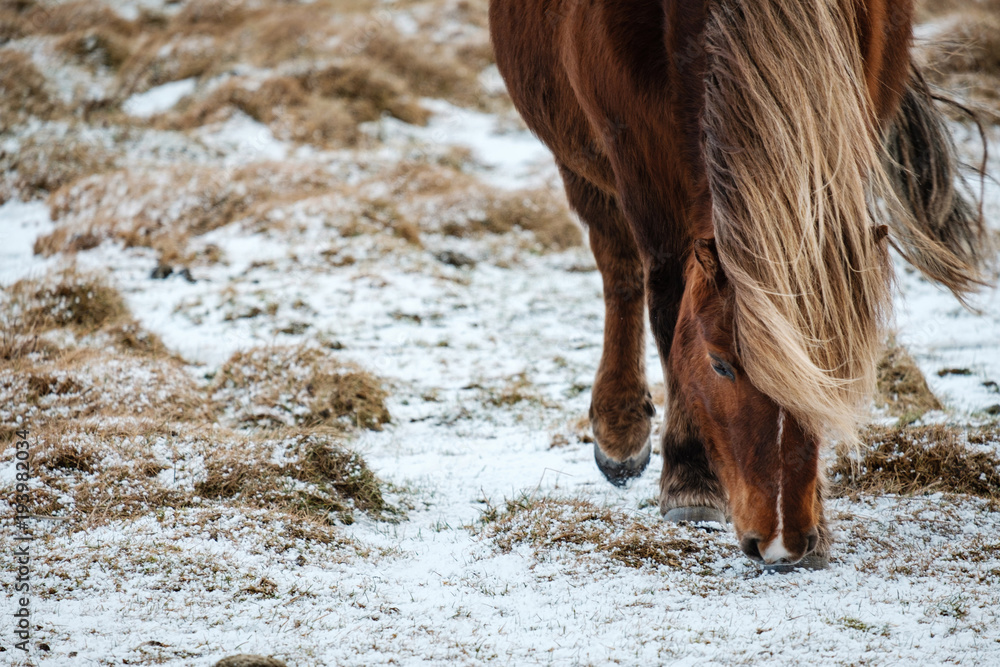 Obraz premium Typical Icelandic hairy horse grazing in snow blizzard. Iceland breed horse in wintertime in hard conditions snowy freezing winter at Iceland.