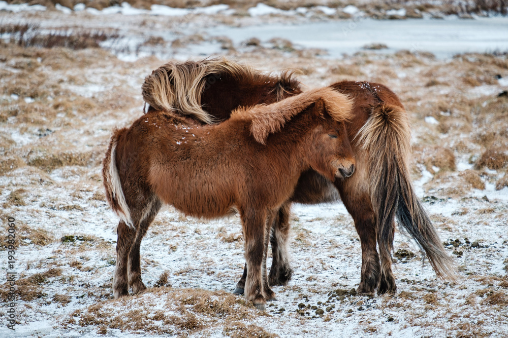 Fototapeta premium Typical Icelandic hairy horse grazing in snow blizzard. Iceland breed horse in wintertime in hard conditions snowy freezing winter at Iceland.