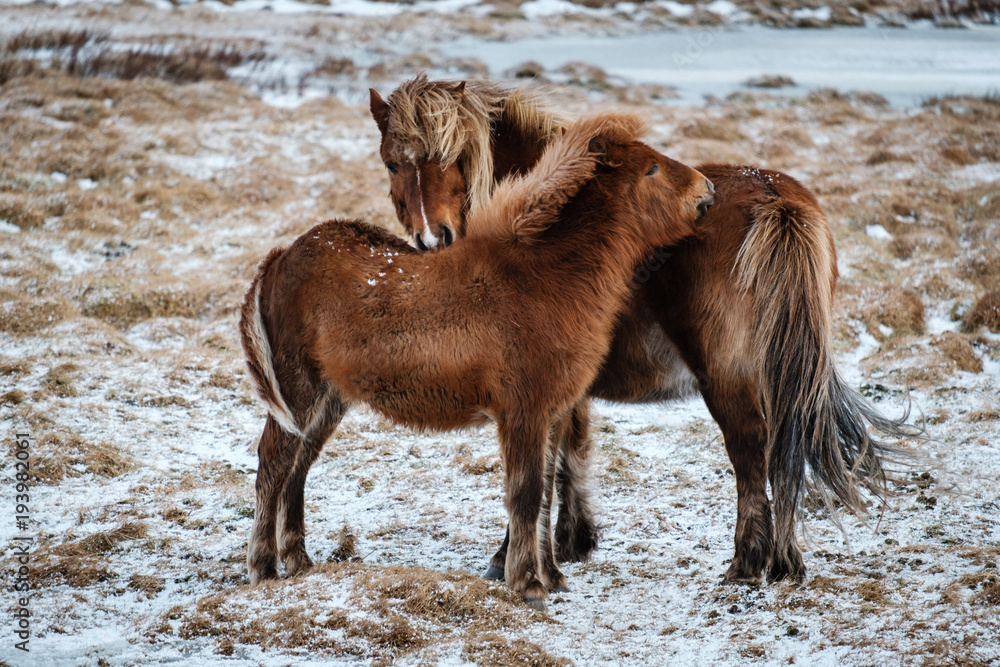 Obraz premium Typical Icelandic hairy horse grazing in snow blizzard. Iceland breed horse in wintertime in hard conditions snowy freezing winter at Iceland.