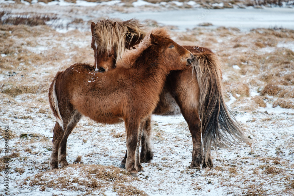 Fototapeta premium Typical Icelandic hairy horse grazing in snow blizzard. Iceland breed horse in wintertime in hard conditions snowy freezing winter at Iceland.