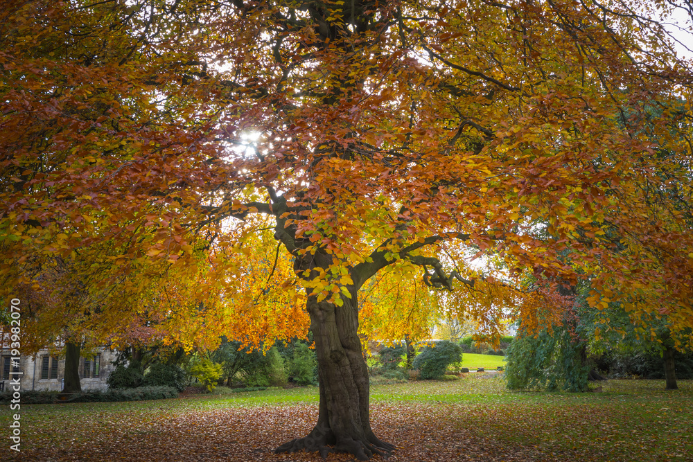 Parkland tree in Autumn 
