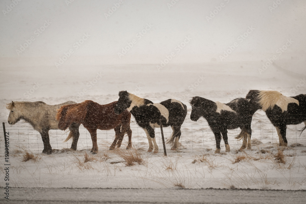 Obraz premium Typical Icelandic hairy horse grazing in snow blizzard. Iceland breed horse in wintertime in hard conditions snowy freezing winter at Iceland.
