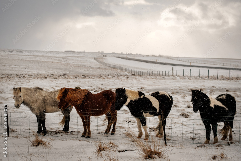 Obraz premium Typical Icelandic hairy horse grazing in snow blizzard. Iceland breed horse in wintertime in hard conditions snowy freezing winter at Iceland.