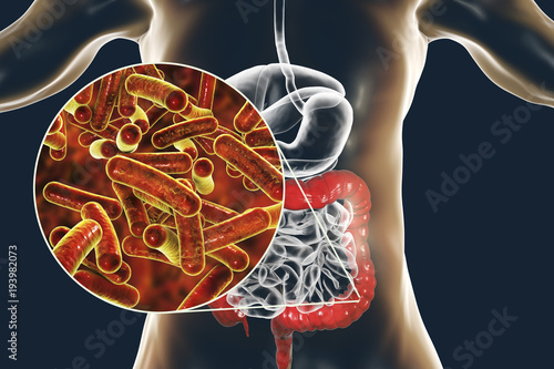 Rod-shaped bacteria Shigella which cause food-borne infection shigellosis or dysentery, the infection of large intestine, 3D illustration photo