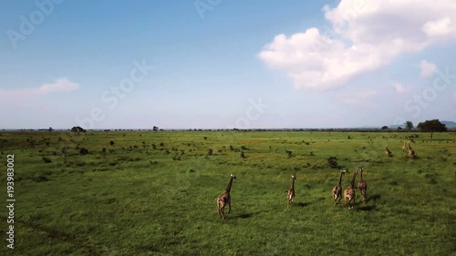 AERIAL: Giraffes in Tanzania safari Mikumi