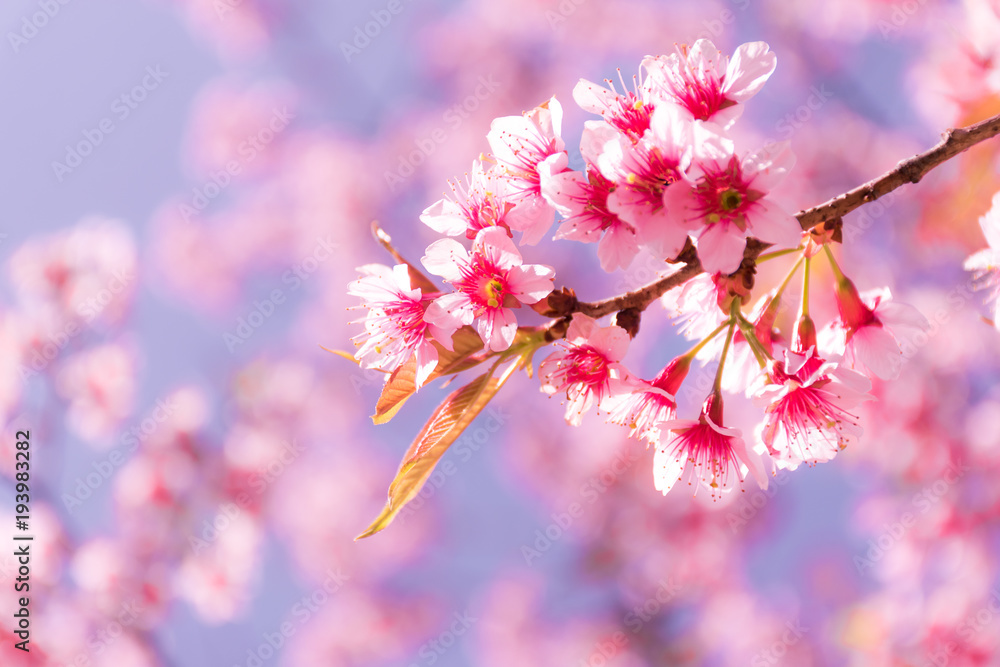 Plakat Love & Sweet time,Pink sakura flowers,Beautiful cherry blossom sakura in spring time over blue sky background.