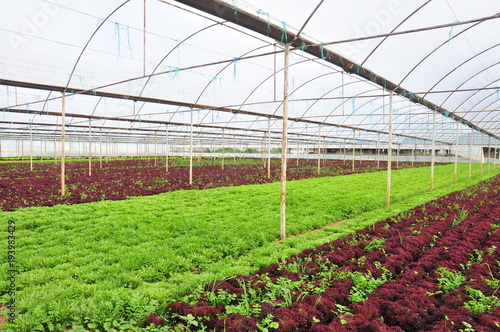 Greenhouse with cultivation