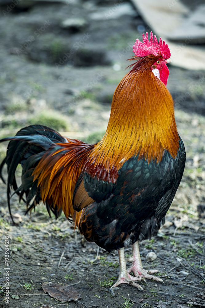 Fototapeta premium Rooster in natural environment