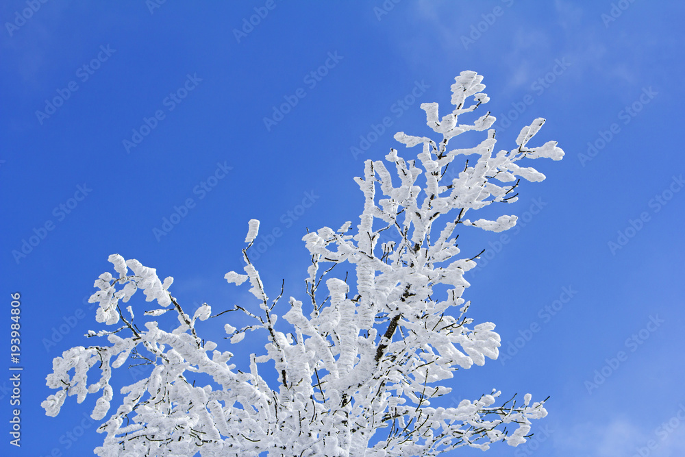 Trees with branches full of snow whit blue sky in background