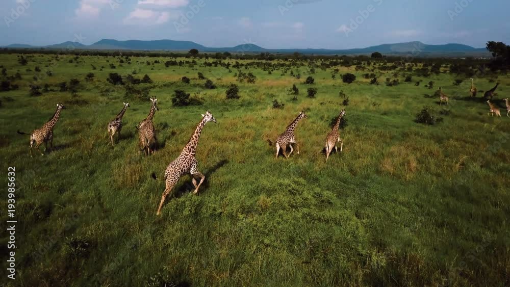 AERIAL: Giraffes in Tanzania safari Mikumi
