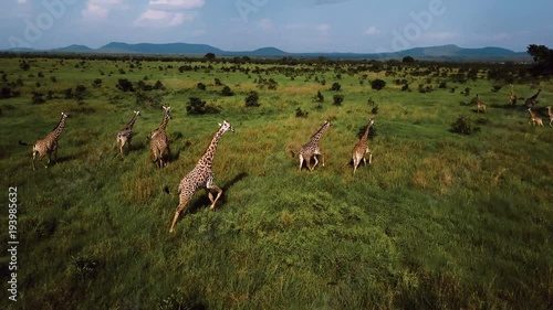 AERIAL: Giraffes in Tanzania safari Mikumi