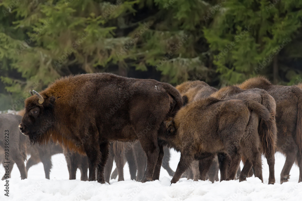 Calf and Mother Of Wild European Brown Bison ( Bison Bonasus ) In Winter Pine Forest. .Female Of Adult Aurochs ( Wisent ) Feeds The Calf. Bison (Bison Bonasus) Standing On Background Of Common Herd.