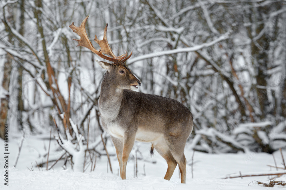 Adult Fallow Deer Buck Close Up. Majestic Powerful Fallow Deer, Dama dama, in Winter Forest.Wildlife Scene With Deer Stag. Male Of Fallow Deer ( Daniel ) With Grate Antlers Standing On The Snow.