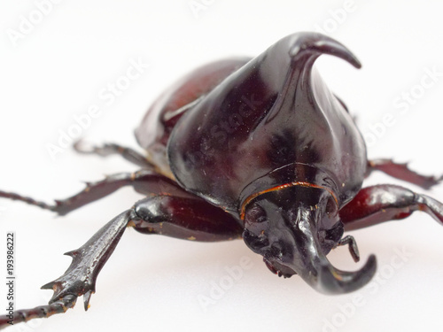 Fighting or rhinoceros beetle isolated on white background photo