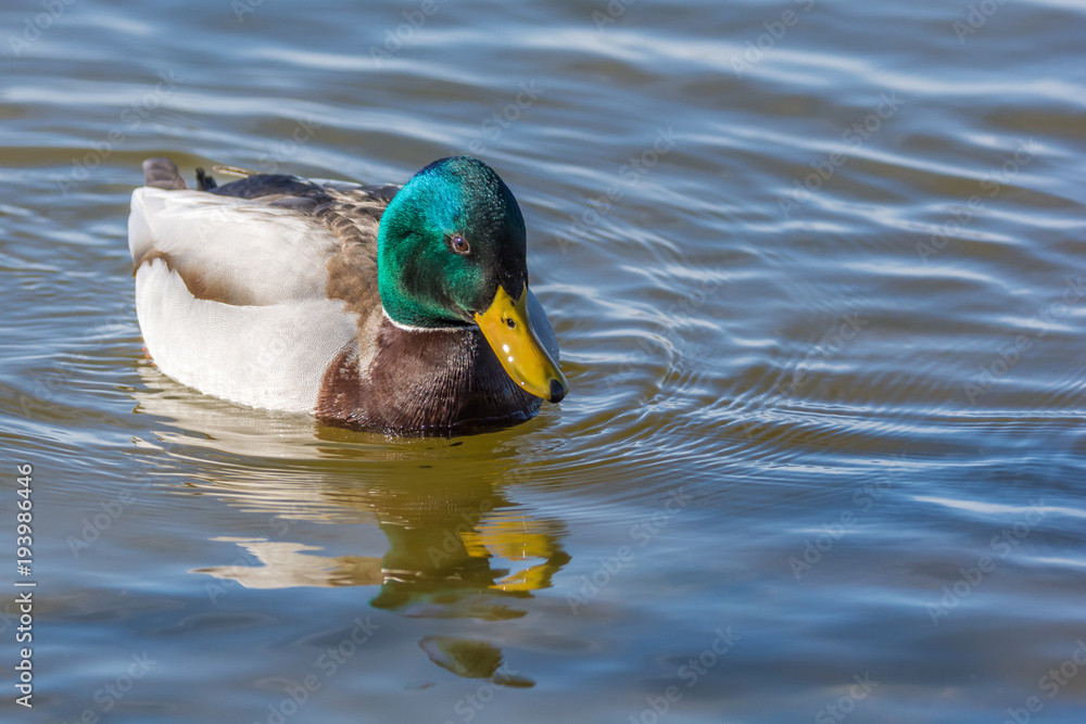Obraz premium Erpel der Stockente schwimmt auf einem See