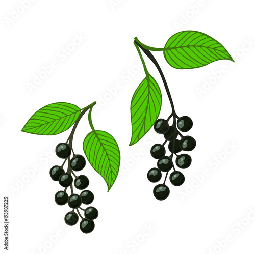 two isolated bunch bird cherry, hackberry or hagberry.